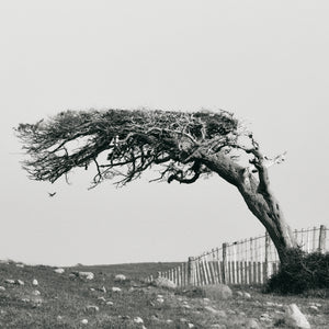 Arbol 2