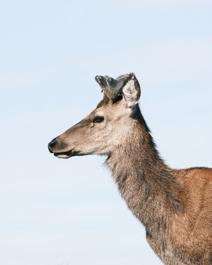 Huemul