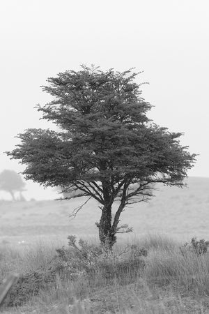árbol
