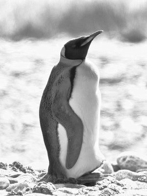 Pinguino